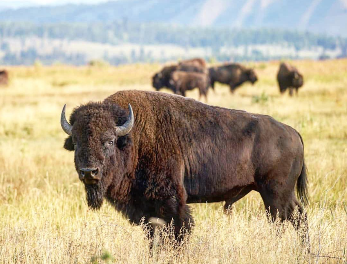 You Say Buffalo, I Say Bison. What's the difference? - Teton ...