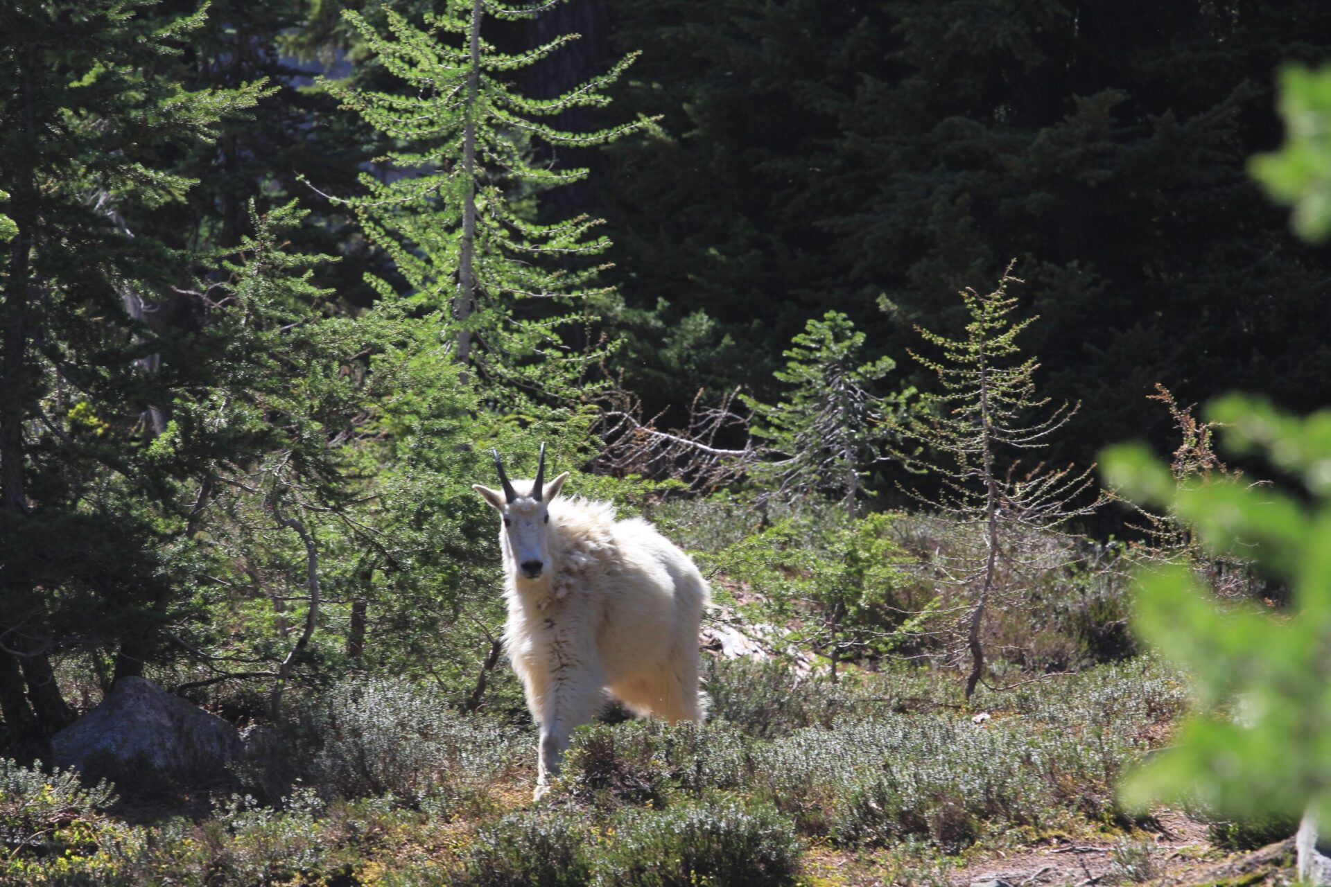 Mountain Goats: Charismatic Cliffdwellers or Non-Native Nuisances? - Teton  Science Schools