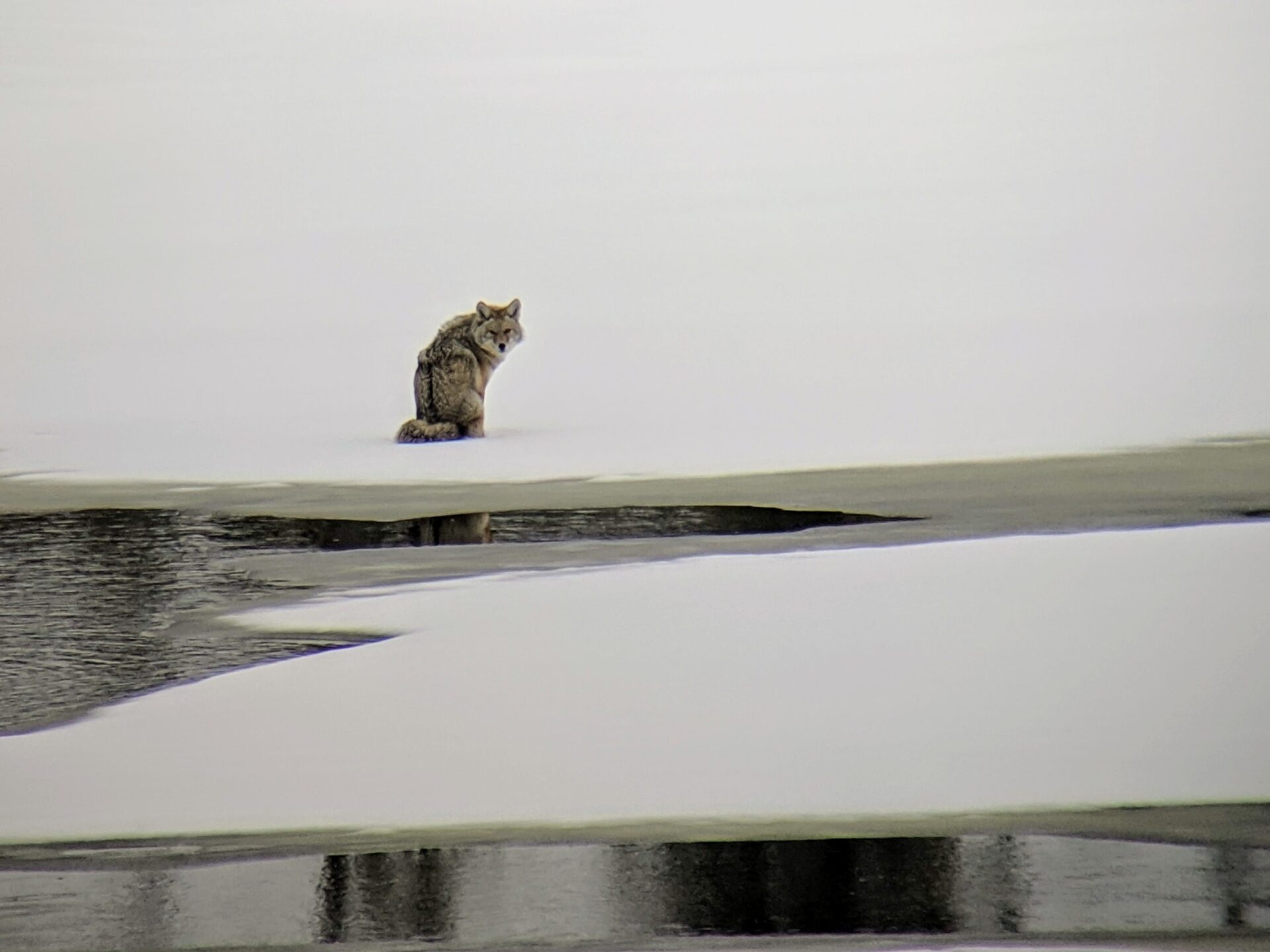 Wildlife Calendar of Grand Teton and Yellowstone - Teton Science Schools