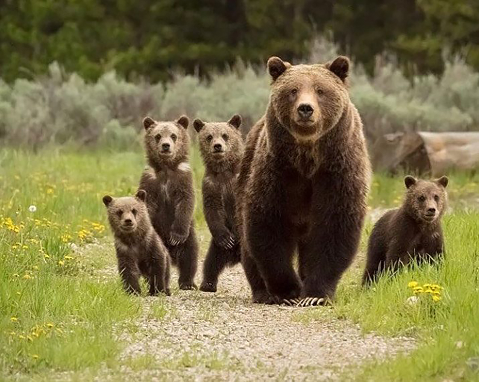 Teton Science Schools PlaceBased Education in Jackson, WY